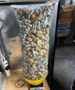 Blue Meanie Mushrooms