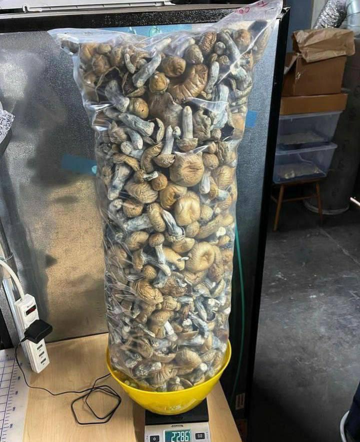 Blue Meanie Mushrooms