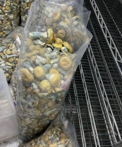 Cambodian Gold Mushrooms