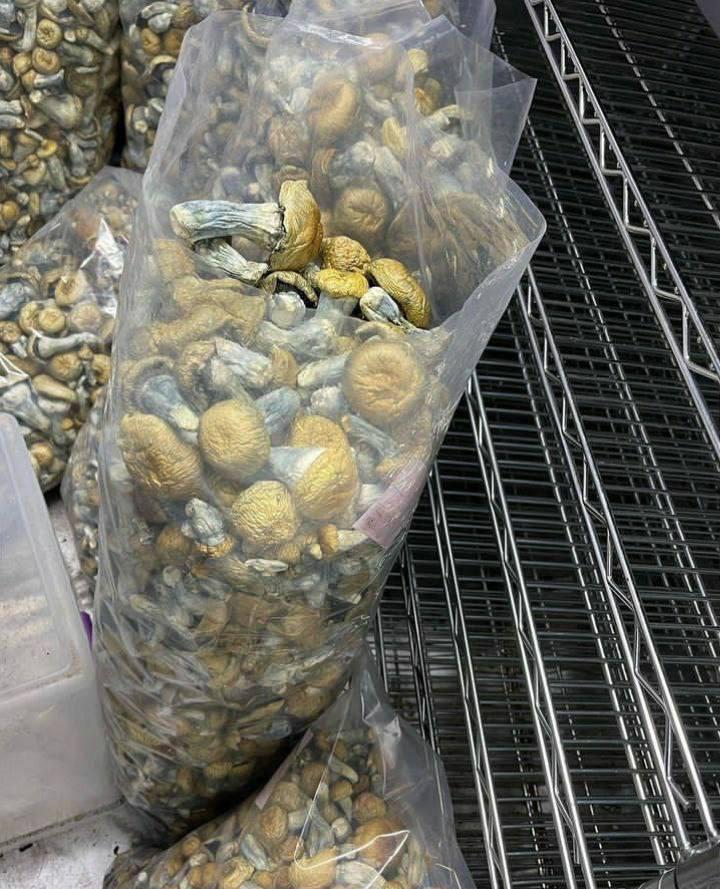 Cambodian Gold Mushrooms