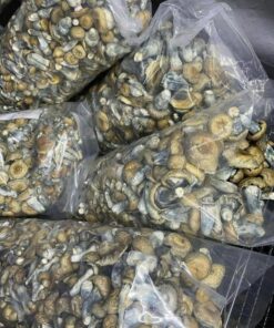 Golden Teachers Mushrooms