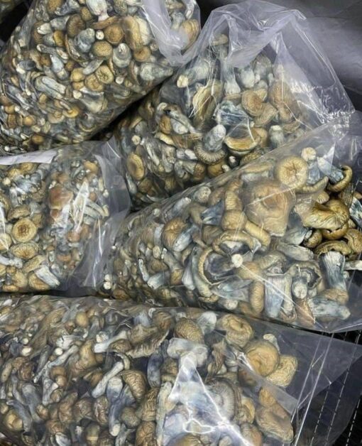 Golden Teachers Mushrooms