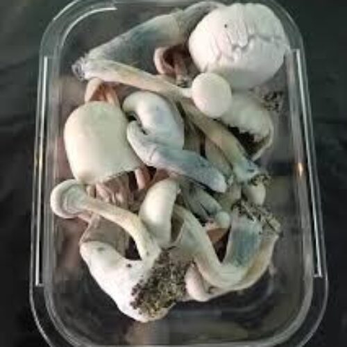 Albino a+ Mushrooms