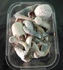 Albino a+ Mushrooms