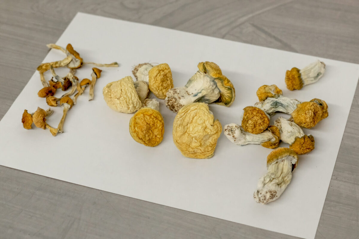 Buy Psilocybin Mushrooms Online