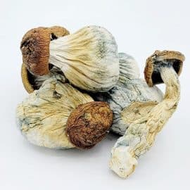 Magic Mushrooms Online