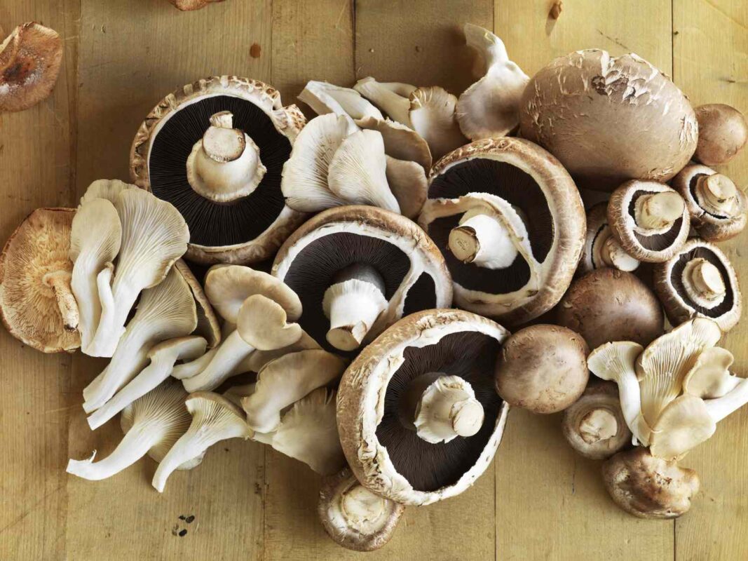Mushroom Suppliers Near Me