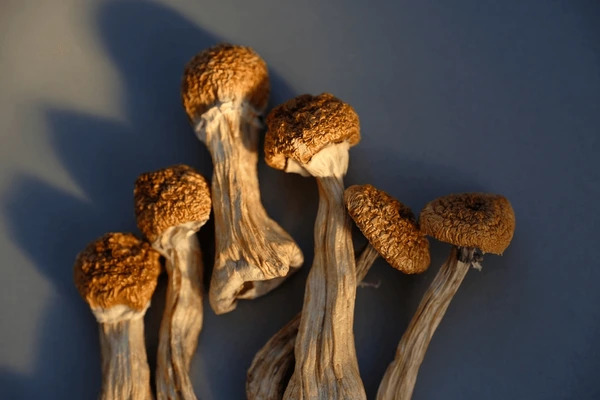 Psilocybin Mushrooms in Tennessee