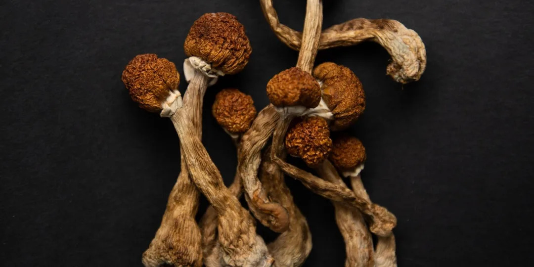 Psychedelic Mushrooms in Maine