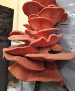 Pink Oyster Mushroom Grain Spawn