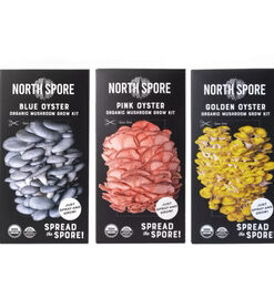 3-Pack Organic Oyster ‘Spray & Grow’ Mushroom Kit Bundle