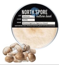 Agaricus Mushroom Plate Culture