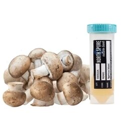 Agaricus Mushroom Slant Culture