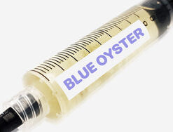 Blue Oyster Liquid Culture Syringe 10mL