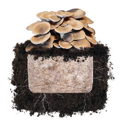 Black King 'Plant & Grow' Garden Block
