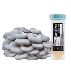 Blue Oyster Mushroom Slant Culture