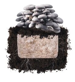 Blue Oyster 'Plant & Grow' Garden Block