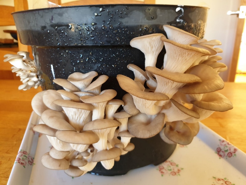 Buy Mushroom Spawn