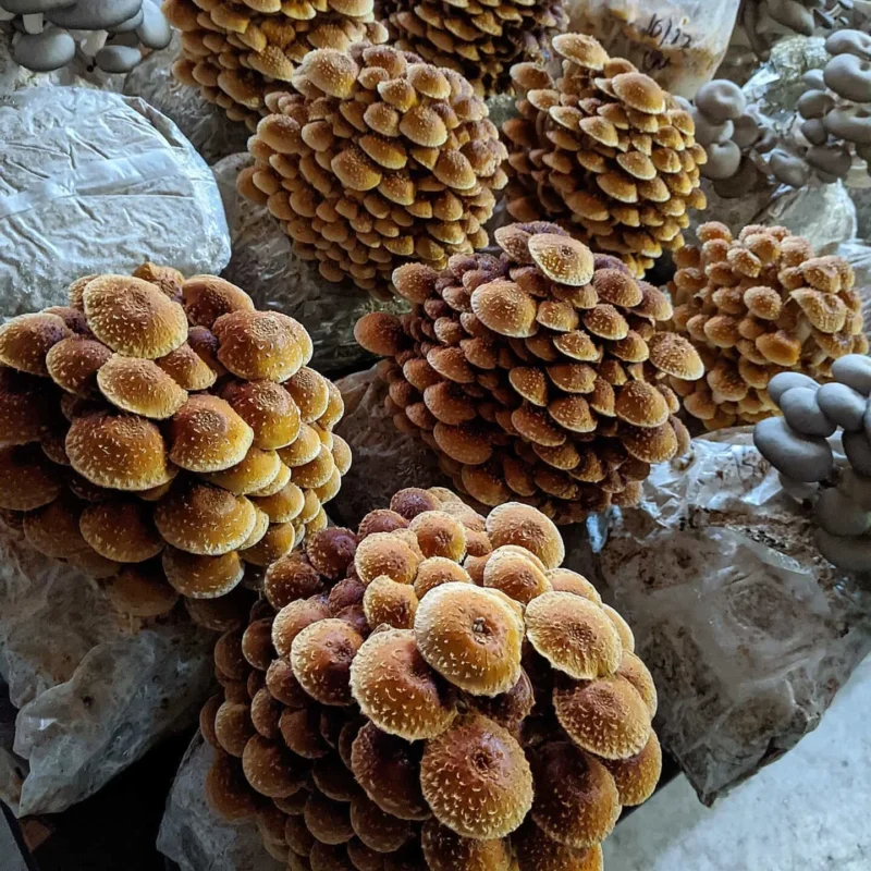Buy Mushroom Spores Online