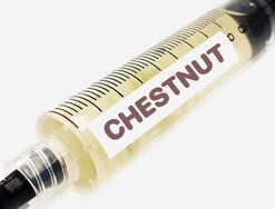 Chestnut Mushroom Liquid Culture Syringe 10mL