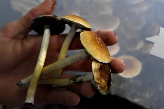 Cubensis Mushroom Spores