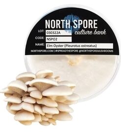 Elm Oyster Mushroom Plate Culture