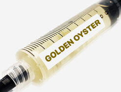 Golden Oyster Liquid Culture Syringe 10mL