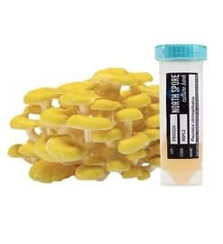 Golden Oyster Mushroom Slant Culture