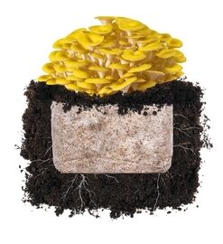 Golden Oyster 'Plant & Grow' Garden Block