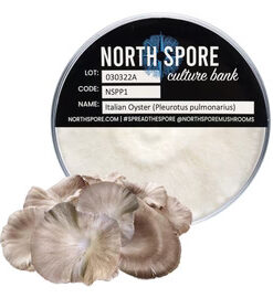 Italian Oyster Mushroom Plate Culture