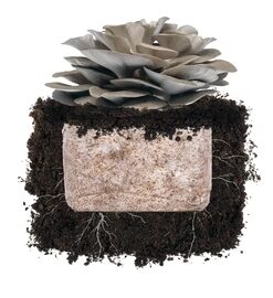 Italian Oyster 'Plant & Grow' Garden Block