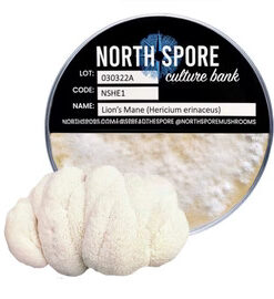 Lion's Mane Mushroom Plate Culture