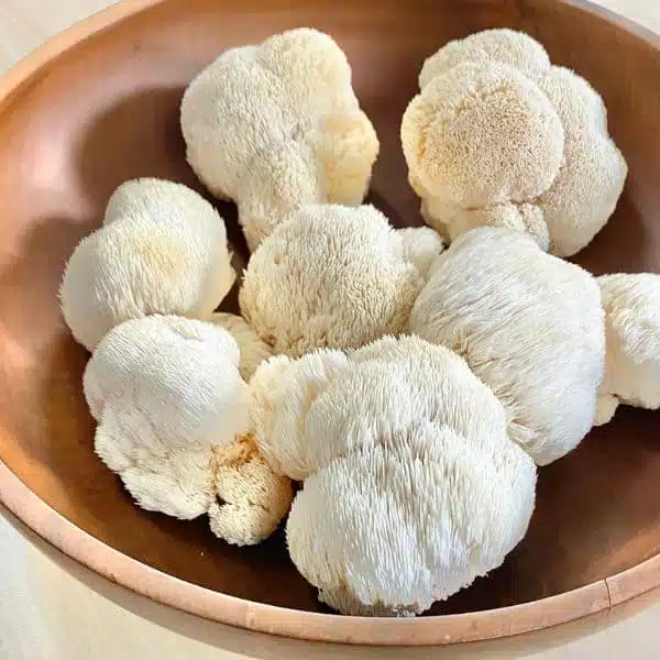 Lion’s Mane Mushroom for Sale