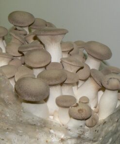 King Oyster Mushroom Grain Spawn