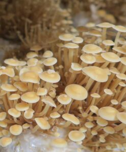 Enoki Mushroom Grain Spawn
