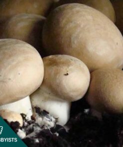 Brown Button Mushroom Grain Spawn
