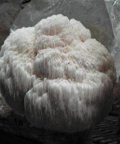 Lion’s Mane Mushroom Grain Spawn