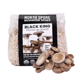 Organic Black King Mushroom Grain Spawn