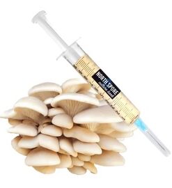 Organic Elm Oyster Mushroom Liquid Culture Syringe