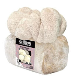 Organic Lion's Mane Mushroom Grow Kit Fruiting Block
