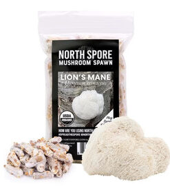 Organic Lion's Mane Mushroom Plug Spawn