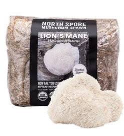 Organic Lion's Mane Mushroom Sawdust Spawn