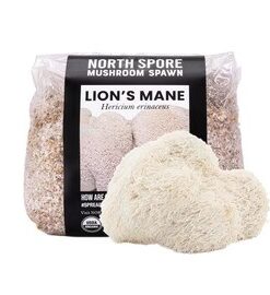 Organic Lion's Mane Mushroom Grain Spawn