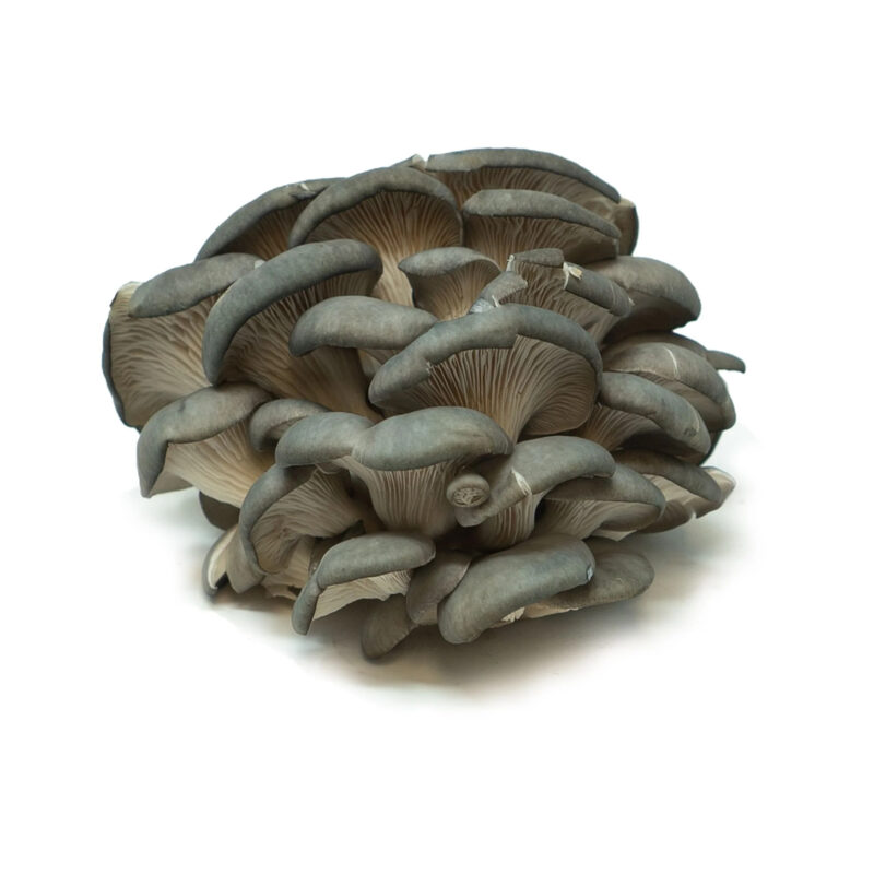 Oyster Mushrooms For Sale