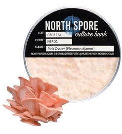Pink Oyster Mushroom Plate Culture