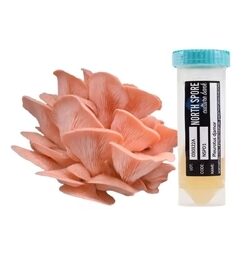 Pink Oyster Mushroom Slant Culture