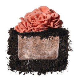 Pink Oyster 'Plant & Grow' Garden Block
