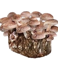 Organic Shiitake Mushroom Grow Kit Fruiting Block