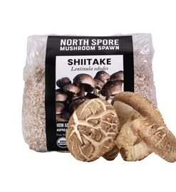 Organic Shiitake Mushroom Grain Spawn