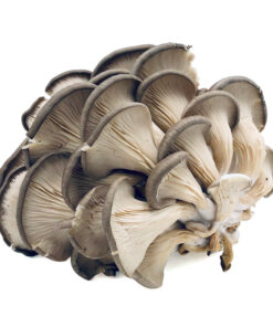 Oyster Fresh Mushrooms